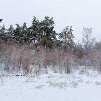 Зимний пейзаж :: Александр Синдерёв
