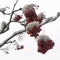 Рябина красная под снегом... :: Татьяна Гнездилова