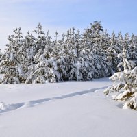 Елочки под снегом :: Василий Колобзаров