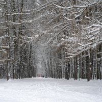 Лиственницы в снежных объятиях... :: Anatoly Lunov