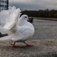 А я иду такая вся ... :: Дмитрий 