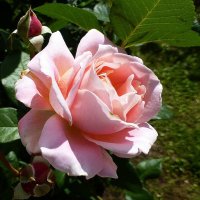 Нежность розы :: Лидия Бусурина