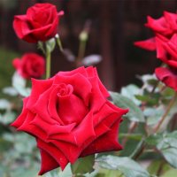 розы красные :: Любовь ***