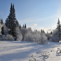 Солнечный зимний день в лесу :: Танзиля Завьялова