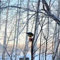 Сумерки в лесу :: Татьяна Лютаева