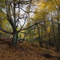 Осенний лес :: Валерий Т