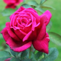 розовая роза :: Любовь ***