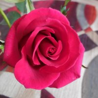 Роза - королева цветов :: Надежда 