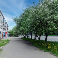 Цветущие яблони по всему городу. :: Виктор Иванович Чернюк
