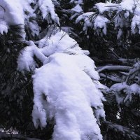 Лапа кедра после снегопада :: Людмила Смородинская