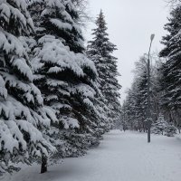 Зима :: Наталья Абрамова