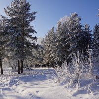 Зимний лес :: Наталия Григорьева