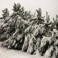Утопая в снегу :: Андрей Снегерёв