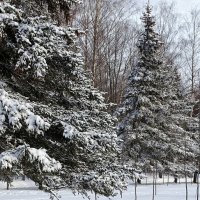 Городской парк во власти снега. :: Милешкин Владимир Алексеевич 