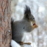 Бдительность не помешает! :: Милешкин Владимир Алексеевич 