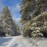 В лесу после снегопада :: Василий Колобзаров