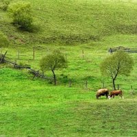 Закарпатье :: Роман Савоцкий