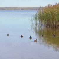 Уточки. :: Валерий Пославский