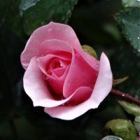 Розовая роза :: Елена Макарова