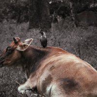 bird and cow :: Max Samadhi