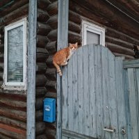 Возвращение блудного кота. :: Ольга Довженко