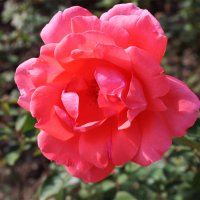 Роза чайно-гибридная venrosa :: Любовь ***
