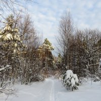 В зимнем лесу :: Андрей Снегерёв