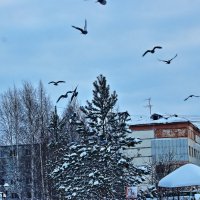 Декабрь...Оттепель.Голуби в небе! :: Владимир 