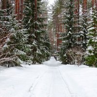 Картинка уходящего года. :: Милешкин Владимир Алексеевич 