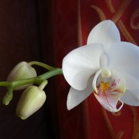 Орхидея начинает цвести! :: Anna-Sabina Anna-Sabina