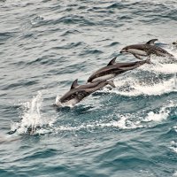 Дельфины :: Валерий Гончаров