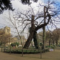 Сквер Рене Вивиани. Самое древнее дерево Парижа. :: ИРЭН@ .