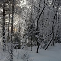 Зимний лес Заполярья :: Ольга 
