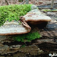 древесные грибы :: Heinz Thorns