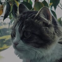 Кошка на окошке :: Христина Мешкова