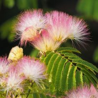 Albizia Julibrissin Альбиция ленкоранская :: wea *