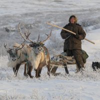 А олени лучше... :: Олег Кулябин