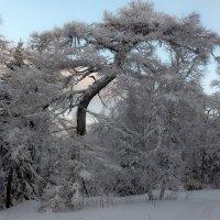 Зимний лес :: Евгений Тарасов 