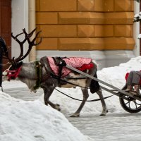 Северный олень катает ребёнка в колеснице :: Алексей Р.