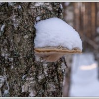 Зимний гриб :: Игорь Волков