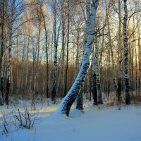 Зима в березовой роще... :: Нэля Лысенко