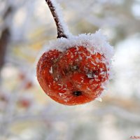 Про зимние яблочки :: Андрей Заломленков (настоящий) 