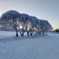 Ивы у Дичковского озера :: Денис Бочкарёв