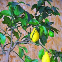 Моё лимонное дерево. :: Штрек Надежда 