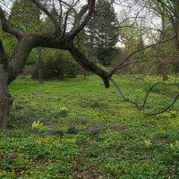 Весна в Ботаническом саду г.Санкт-Петербург :: Анастасия Софронова
