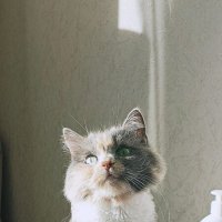 Бася - кошка старшей сестры. :: Динара Каймиденова