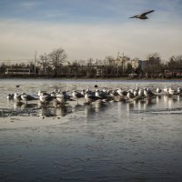 Чайки на льду :: Игорь Протасов