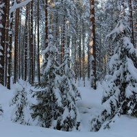 По зимнему лесу :: Ольга 