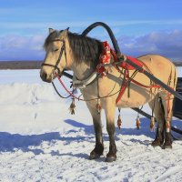 про лошадку :: Andrey Bragin 