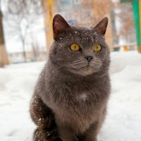 Про котэ января.. :: Андрей Заломленков (настоящий) 